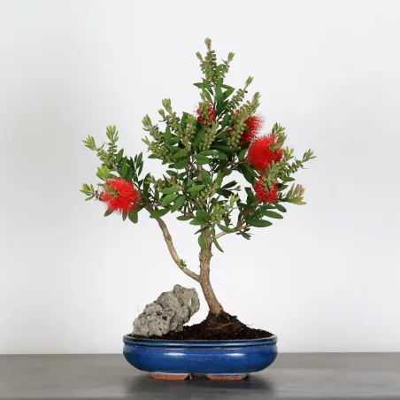 BONSAI CALLISTEMON 1-3