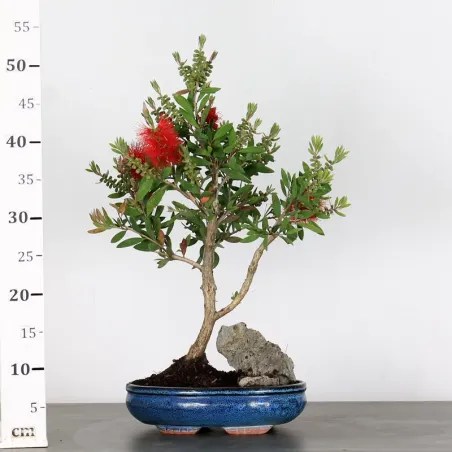 image supplémentaire - BONSAI CALLISTEMON 1-3