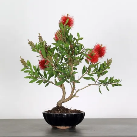 BONSAI CALLISTEMON 1-4