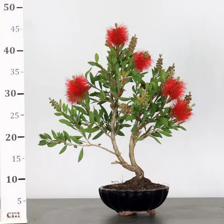 image supplémentaire - BONSAI CALLISTEMON 1-4