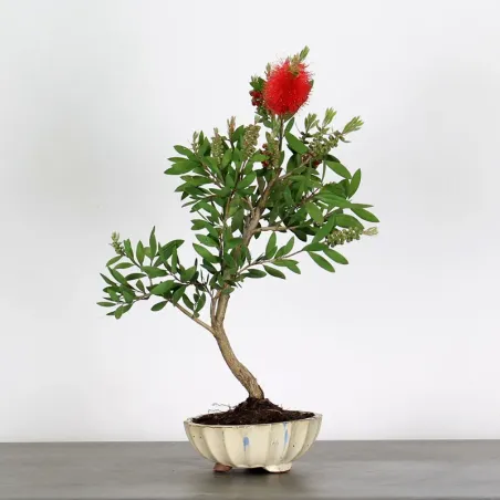BONSAI CALLISTEMON 1-5
