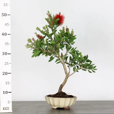 image supplémentaire - BONSAI CALLISTEMON 1-5