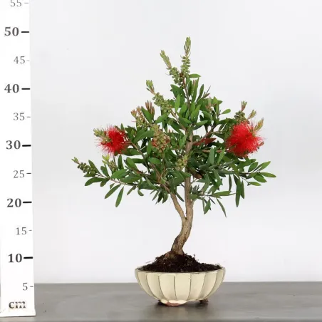 image supplémentaire - BONSAI CALLISTEMON 1-6