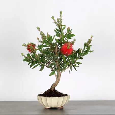 BONSAI CALLISTEMON 1-6