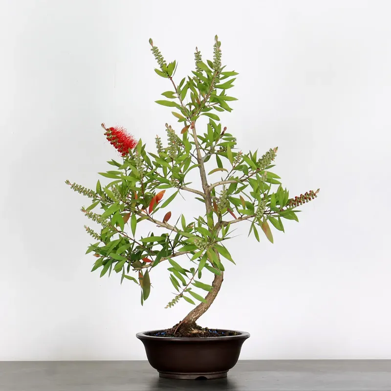 BONSAI CALLISTEMON 1-7