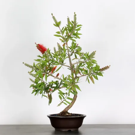 BONSAI CALLISTEMON 1-7