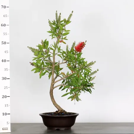 image supplémentaire - BONSAI CALLISTEMON 1-7