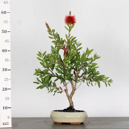image supplémentaire - BONSAI CALLISTEMON 1-8