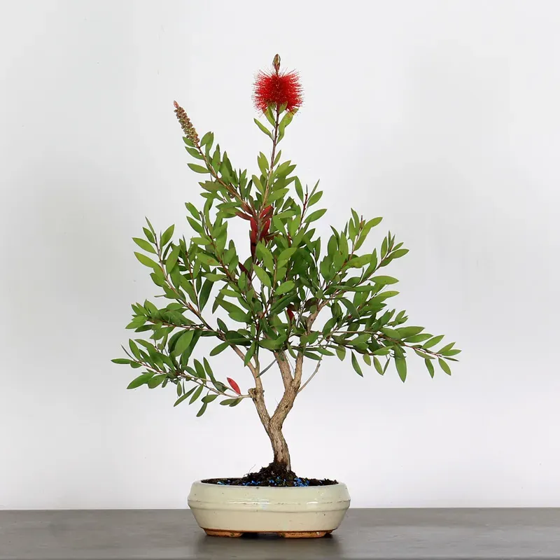 BONSAI CALLISTEMON 1-8