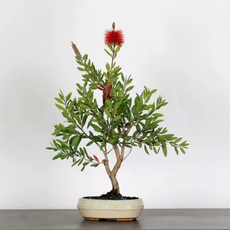 BONSAI CALLISTEMON 1-8