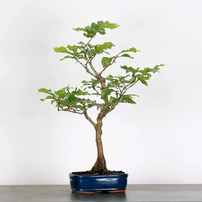 Bonsai Hêtre H-1-1