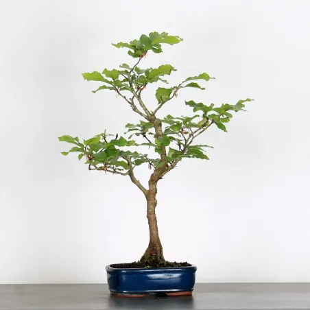 Bonsai Hêtre H-1-1