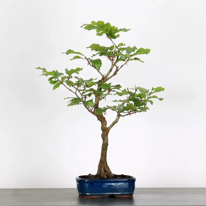 image supplémentaire - HÊTRE "FAGUS SYLVATICA" 1-1