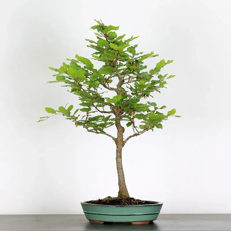 Bonsai Hêtre H-1-2