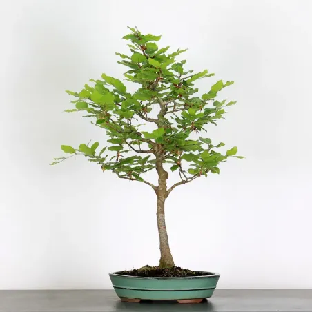 BEECH "FAGUS SYLVATICA" 1-2
