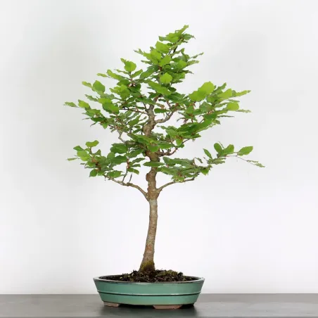 image supplémentaire - BEECH "FAGUS SYLVATICA" 1-2