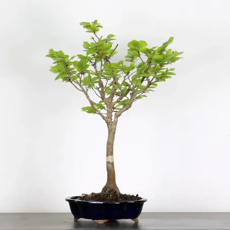 Bonsai Beech H-1-3