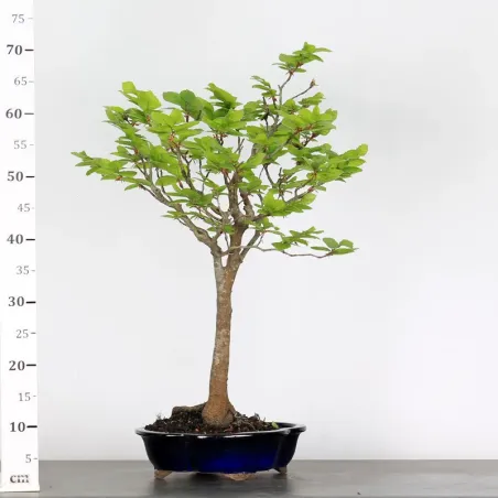 image supplémentaire - BEECH "FAGUS SYLVATICA" 1-3