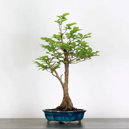 BEECH "FAGUS SYLVATICA" 1-4