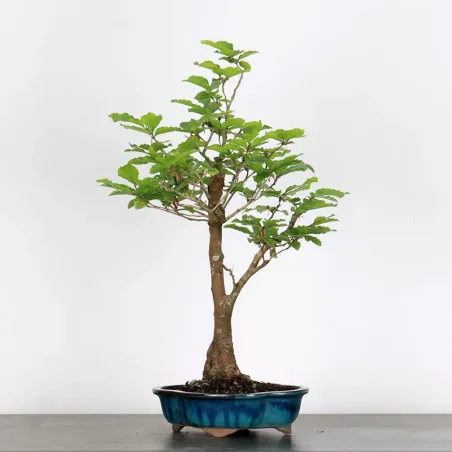 image supplémentaire - BEECH "FAGUS SYLVATICA" 1-4