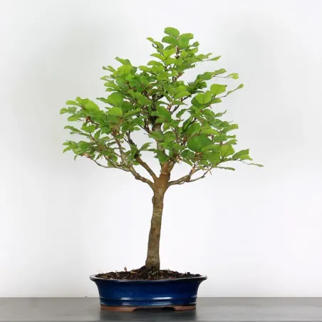 Bonsai Hêtre H-1-5