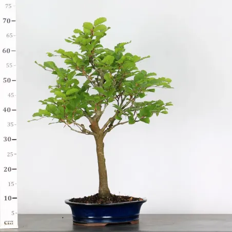 image supplémentaire - HÊTRE "FAGUS SYLVATICA" 1-5