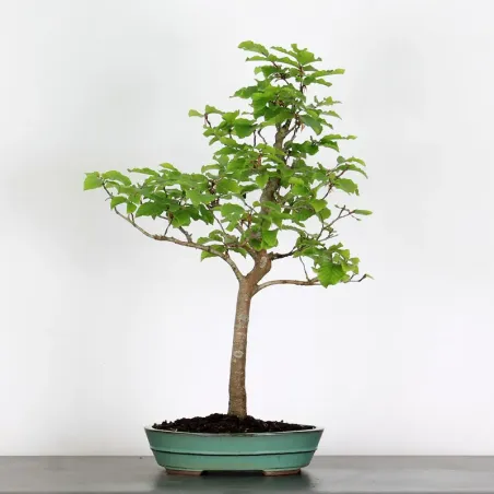 Bonsai Hêtre H-1-6