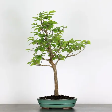 image supplémentaire - HÊTRE "FAGUS SYLVATICA" 1-6