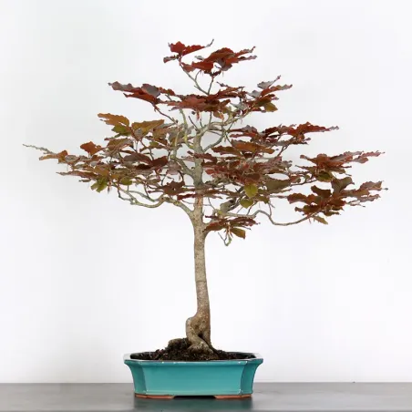 Bonsai Hêtre 1-7
