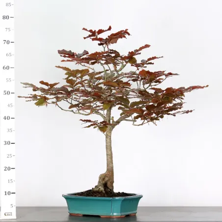 image supplémentaire - HÊTRE "FAGUS SYLVATICA" 1-7