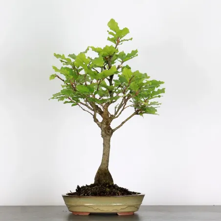 Bonsai Hêtre H-1-8