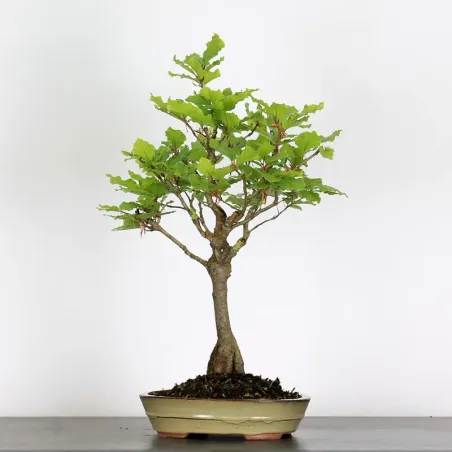 image supplémentaire - HÊTRE "FAGUS SYLVATICA" 1-8