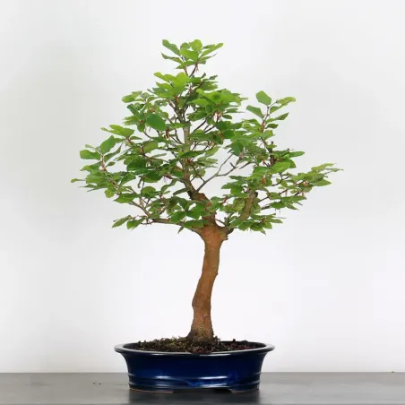 Bonsai Hêtre H-1-9