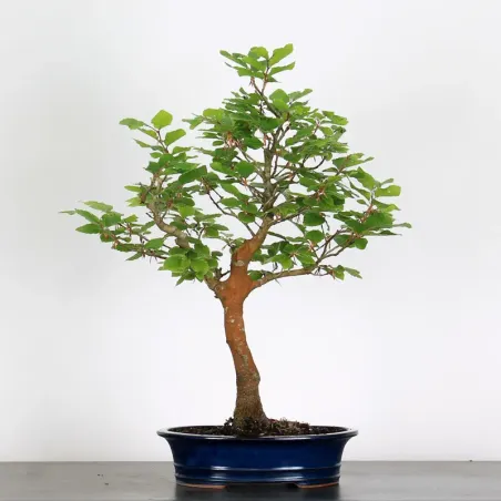 image supplémentaire - HÊTRE "FAGUS SYLVATICA" 1-9
