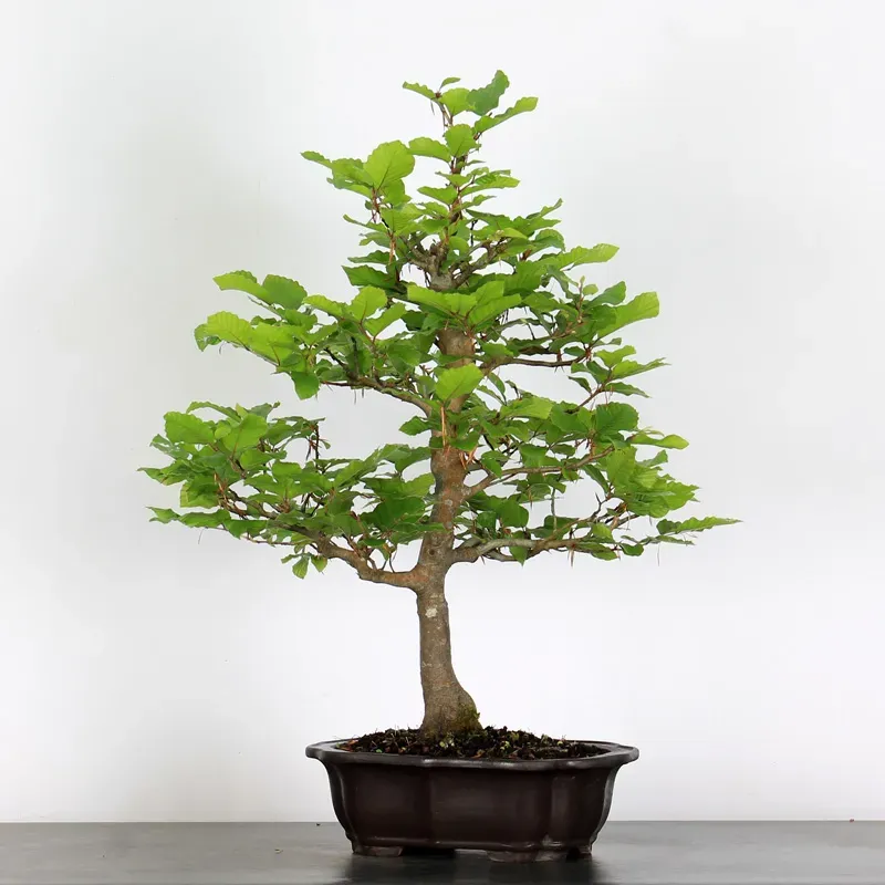 HÊTRE "FAGUS SYLVATICA" 1-10
