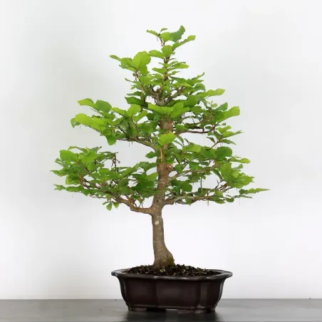 HÊTRE "FAGUS SYLVATICA" 1-10
