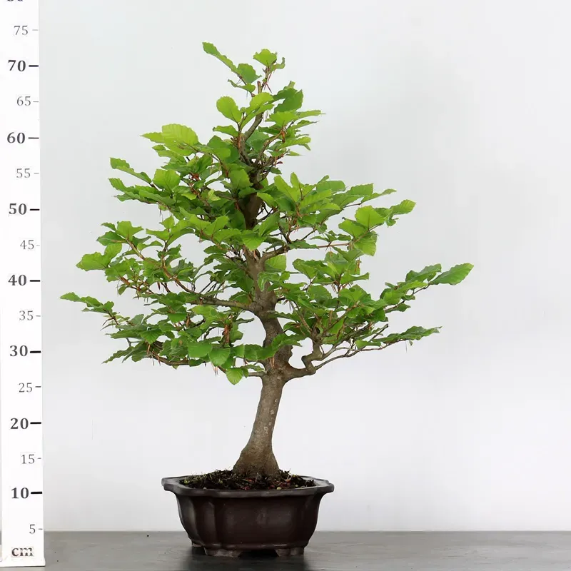 image supplémentaire - HÊTRE "FAGUS SYLVATICA" 1-10