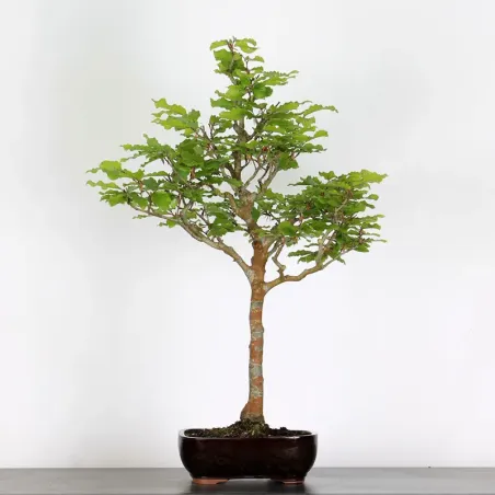 HÊTRE "FAGUS SYLVATICA" 1-11