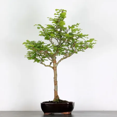 image supplémentaire - HÊTRE "FAGUS SYLVATICA" 1-11