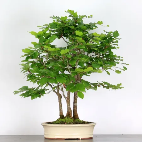 FORÊT DE HÊTRE "FAGUS SYLVATICA" 2-1