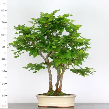 image supplémentaire - FORÊT DE HÊTRE "FAGUS...