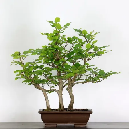 FORÊT DE HÊTRE "FAGUS SYLVATICA" 2-2