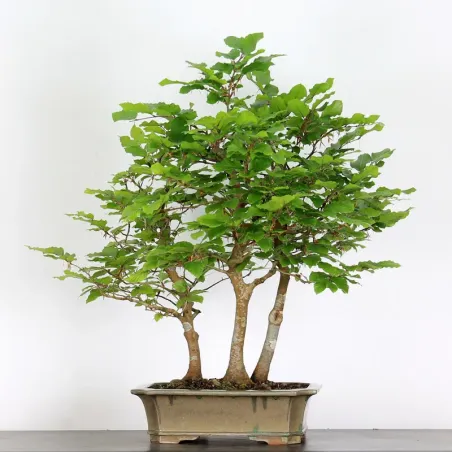 FORÊT DE HÊTRE "FAGUS SYLVATICA" 2-3