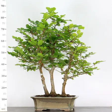 image supplémentaire - FORÊT DE HÊTRE "FAGUS...