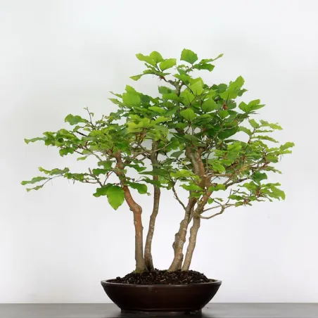 FORÊT DE HÊTRE "FAGUS SYLVATICA" 2-4
