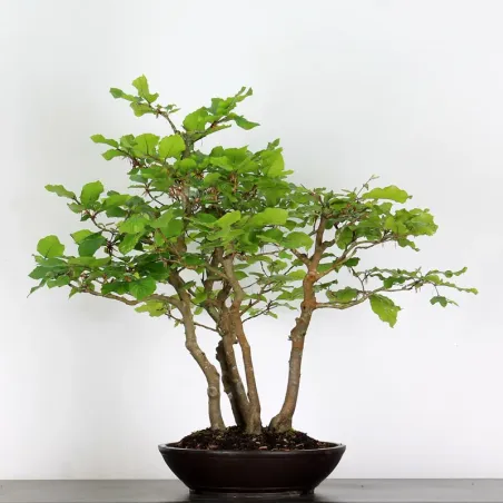 image supplémentaire - FORÊT DE HÊTRE "FAGUS...