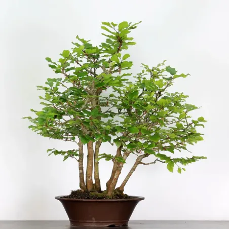 FORÊT DE HÊTRE "FAGUS SYLVATICA" 2-5