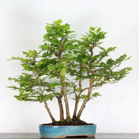 FORÊT DE HÊTRE "FAGUS SYLVATICA" 2-6