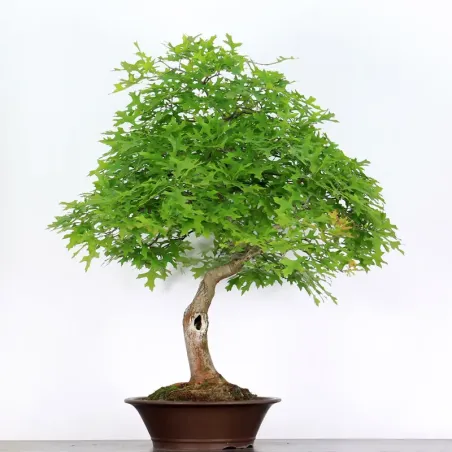 Bonsai Chêne Rouge d'Amérique
