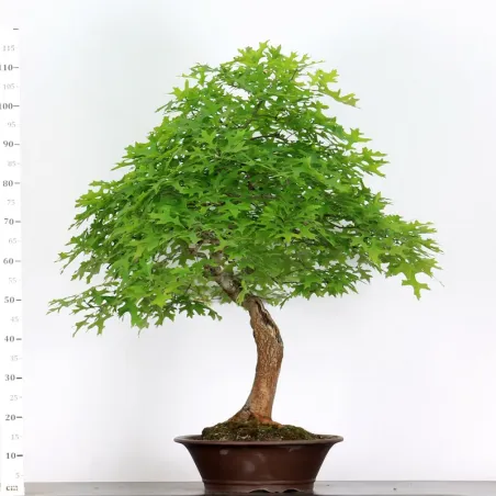 Bonsai Chêne Rouge d'Amérique
